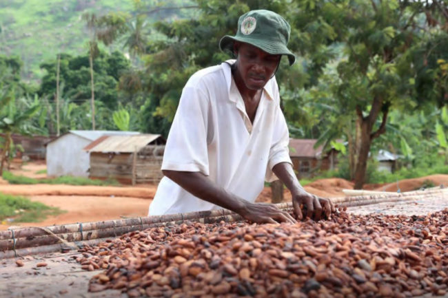 Cocoa farmer drying cocoa beans