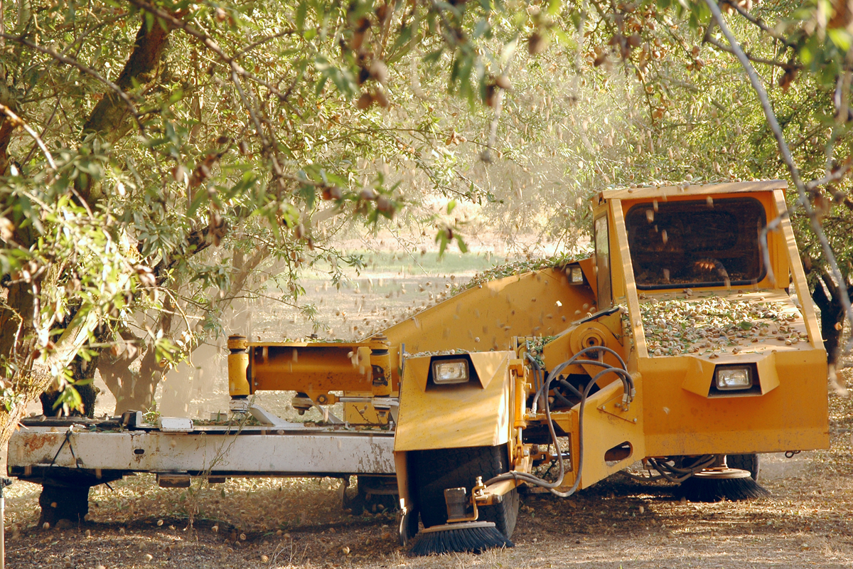 Machine shaking almond trees