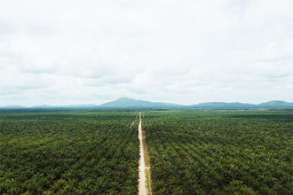 Cargill Palm Oil Farm.