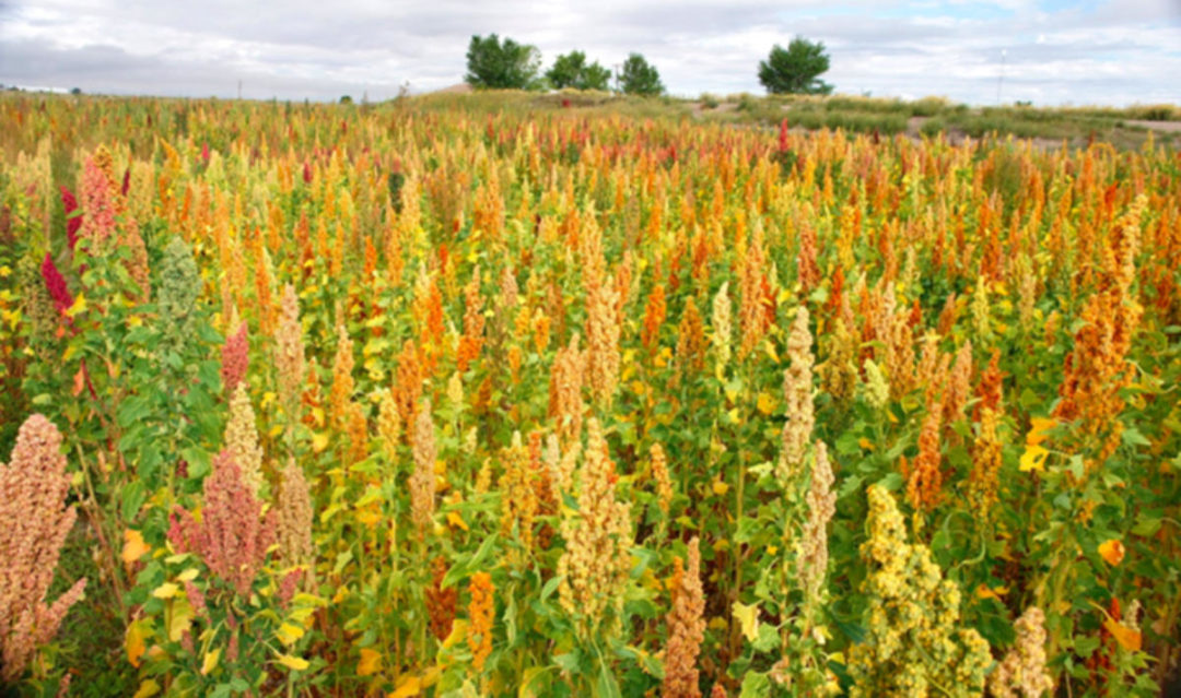 Colorado Quinoa The Annex by Ardent Mills