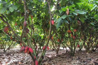 Barry Callebaut cocoa farm